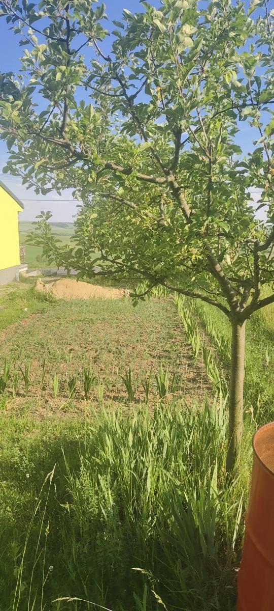 Prodej stavebního pozemku na řadový RD v obci Viničné Šumice